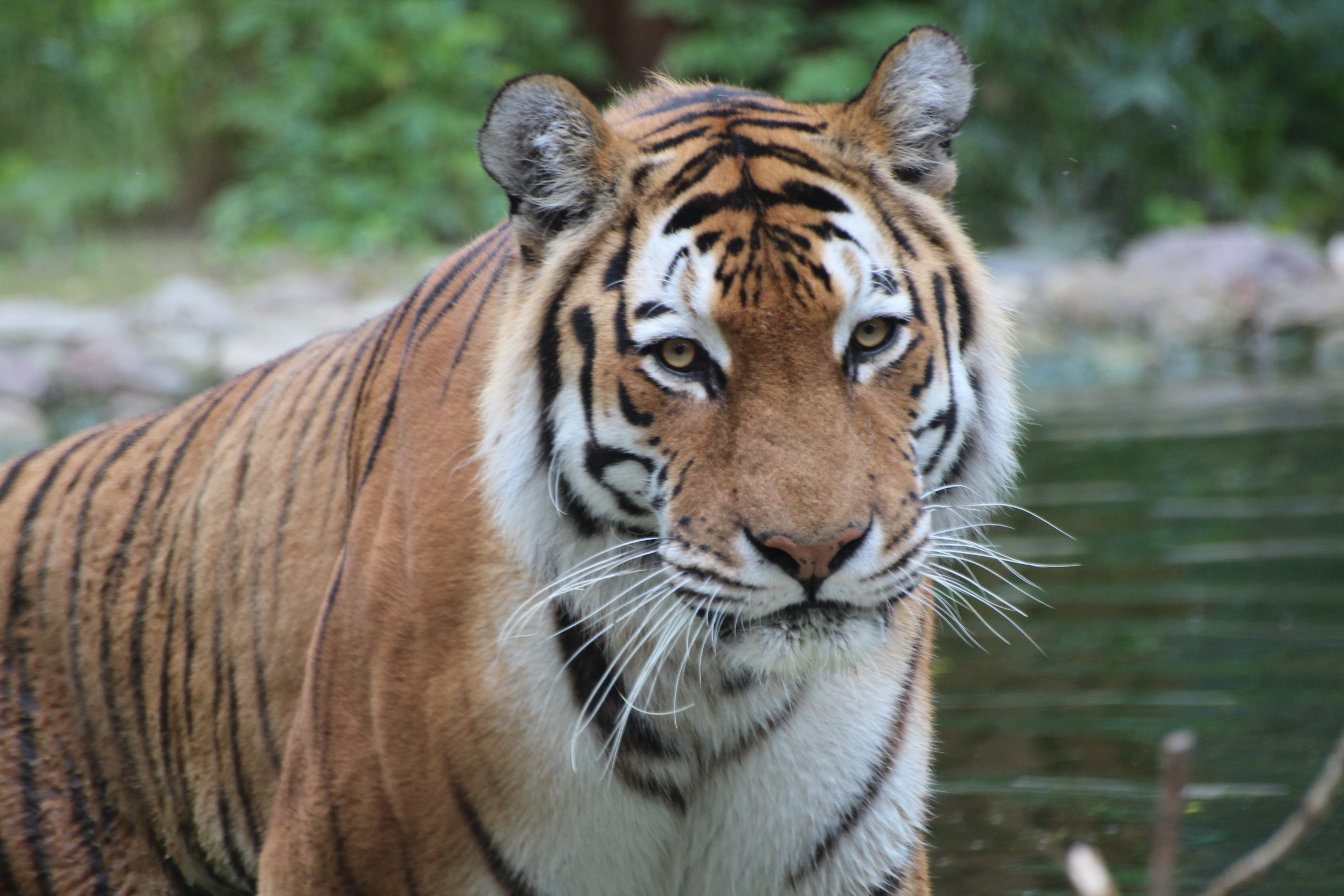 Zoo - Read more